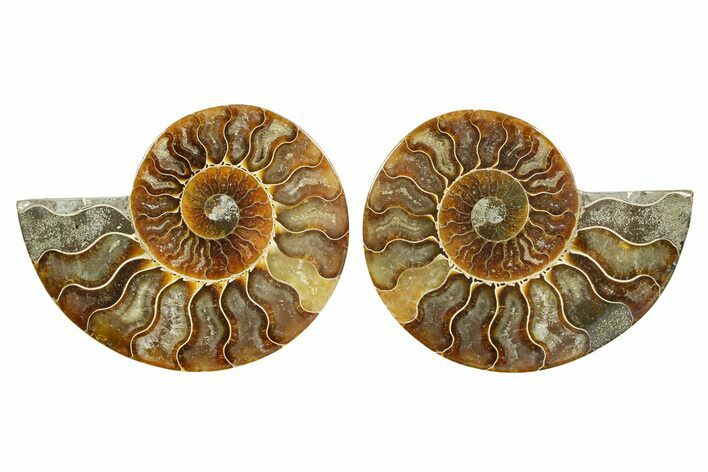Cut & Polished Ammonite Fossil - Madagascar #364788